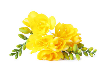 Beautiful yellow freesia flowers isolated on white © New Africa