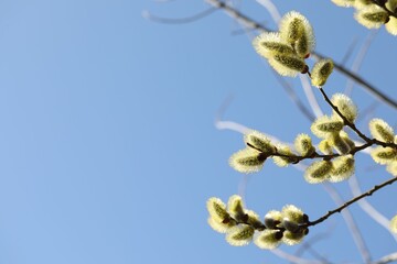 Beautiful pussy willow branches with catkins under blue sky, low angle view. Space for text © New Africa