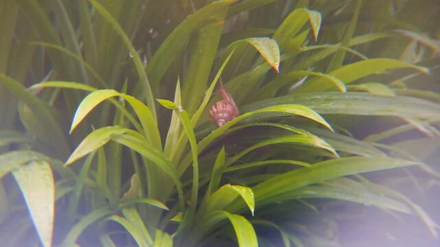Macro shot of a wild snail slowly crawling on a green pandan leaf in the morning. Detailed texture of the snail shell and its slow movement in a tropical garden setting.