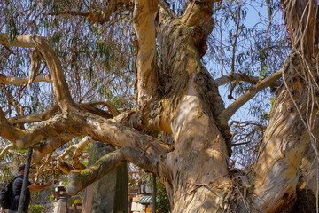 Fototapete bei efototapeten.de bestellen   