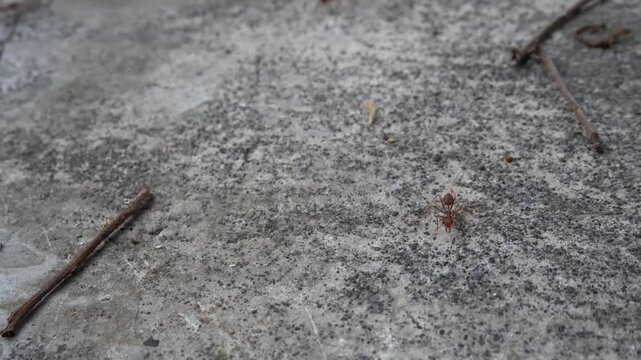 black ant on a white background