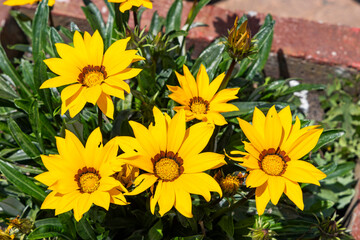 Obraz premium Gazania rigens blooming with vibrant petals in the foreground
