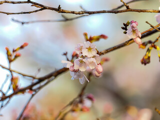 Fototapeta premium 桜