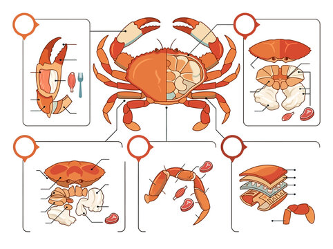 Detailed anatomical diagram of a crab illustrating its various body parts and edible components for culinary reference