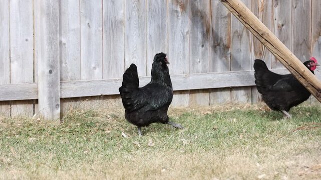 Backyard Chickens Foraging Near Fence