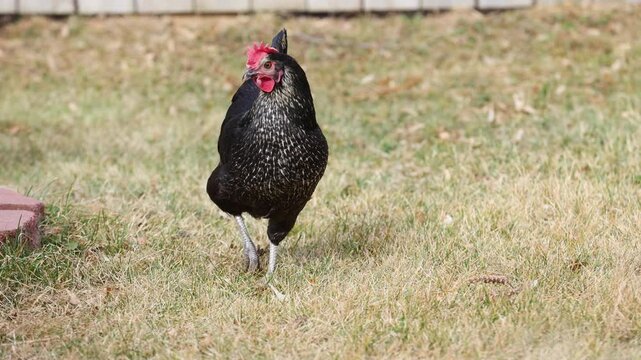 Backyard Chickens Foraging in Yard