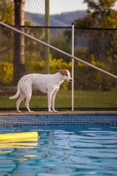 Cachorro pet de porte m&eacute;dio descansando no gramado ensolarado de um s&iacute;tio, jardim com fundo desfocado e ilumina&ccedil;&atilde;o natural de dia piscina