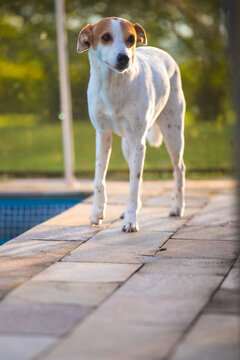 Cachorro pet de porte m&eacute;dio descansando no gramado ensolarado de um s&iacute;tio, jardim com fundo desfocado e ilumina&ccedil;&atilde;o natural de dia piscina
