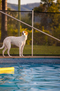 Cachorro pet de porte m&eacute;dio descansando no gramado ensolarado de um s&iacute;tio, jardim com fundo desfocado e ilumina&ccedil;&atilde;o natural de dia piscina