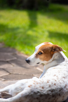 Cachorro pet de porte m&eacute;dio descansando no gramado ensolarado de um s&iacute;tio, jardim com fundo desfocado e ilumina&ccedil;&atilde;o natural de dia piscina