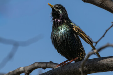 European starling flaps its wing as it perches on a branch.