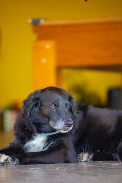 Cachorro pet de porte m&eacute;dio descansando no gramado ensolarado de um s&iacute;tio, jardim com fundo desfocado e ilumina&ccedil;&atilde;o natural de dia piscina