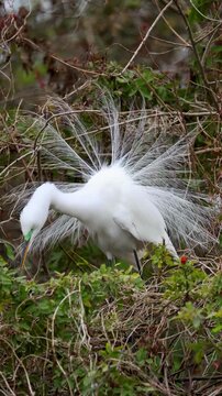 Great egret displaying breeding plumage during breeding season at a rookery in Florida. Natural wildlife behavior captured in real time with ambient sound.