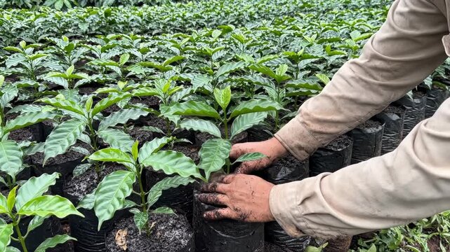 Hands planting young coffee seedlings in a nursery for agricultural cultivation.