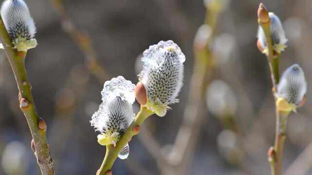 Close-up of Pussy Willow Buds in Early Spring Sunlight.