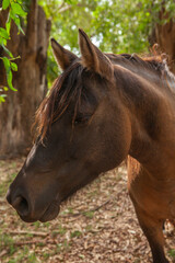Obraz premium caballo en el campo