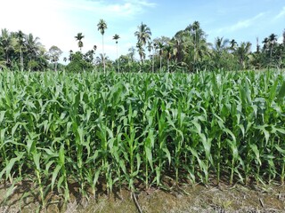 Naklejka premium corn plants in the afternoon