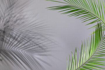 Fototapeta premium Green tropical leaves casting shadow on grey background