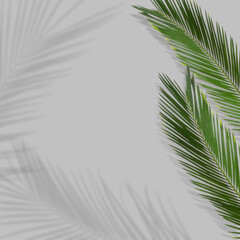 Fototapeta premium Green tropical leaves casting shadow on grey background