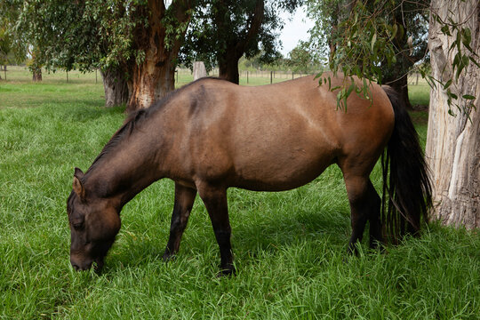 caballo en el campo