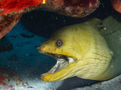 Green moray eel with open mouth under coral ledge in Cozumel Mexico