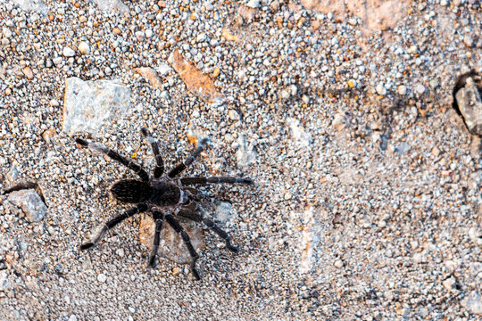 Tar&aacute;ntula