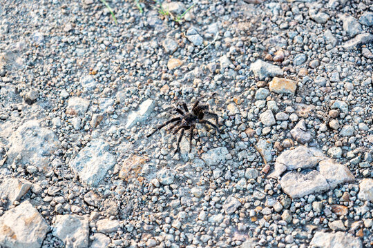 Tar&aacute;ntula