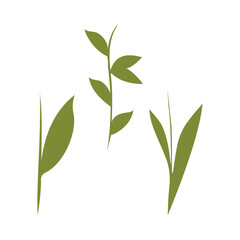 Fototapeta premium Three green plant stems stand tall against a white background. One has several leaves, another a single broad leaf, and the third is slender with a small leaf.