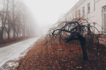 Fototapete bei efototapeten.de bestellen   