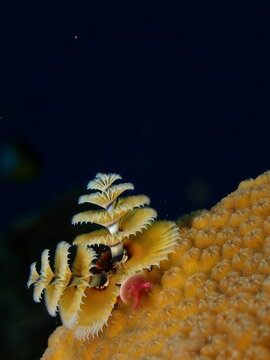 Christmas tree worms on coral reef in Caribbean sea Cozumel Mexico