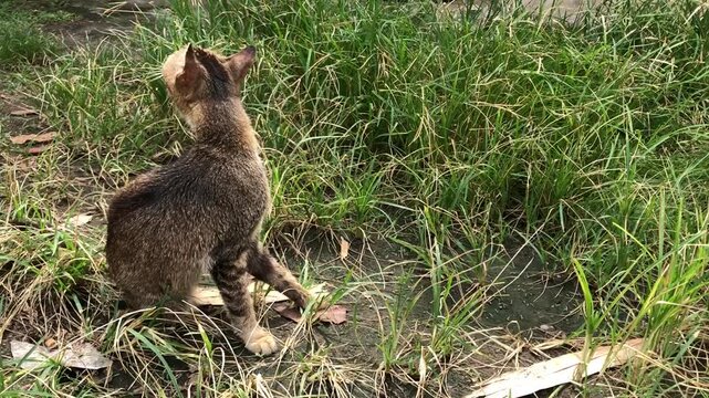 A small brown tabby cat sits and scratches on the ground, looking into a patch of green grass under natural daylight.