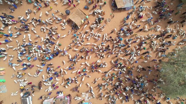 SENEGAL - 7.21.2025 - Great overhead zoom in to a busy goat market in Senegal.