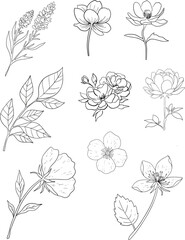 Fototapeta premium Hand drawn floral line art set, minimalist botanical illustrations collection