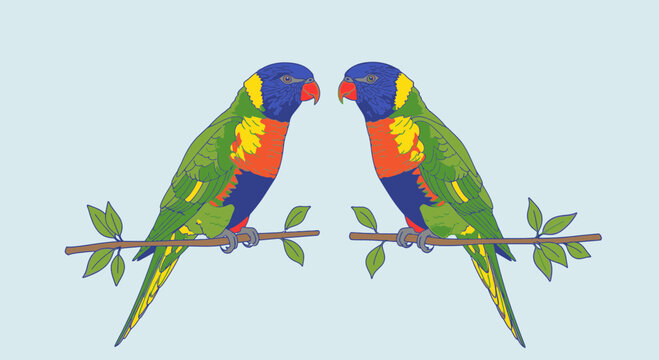 Two colorful parrots on branch together 5.