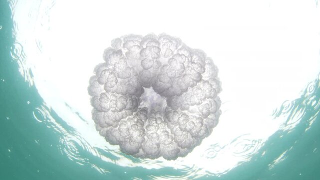 A Blue crown jellyfish, Cephea cephea, swims just under the surface of the Pacific Ocean in Fiji's tropical waters. While these cnidarians have stinging tentacles, they are harmless to humans.