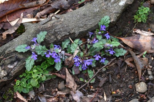 Creeping bugleweed (Ajuga decumbens) flowers. Lamiaceae  medicinal weed. It blooms with lip shaped, dark purple flowers.