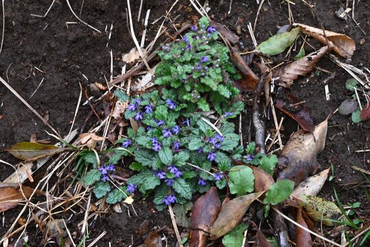Creeping bugleweed (Ajuga decumbens) flowers. Lamiaceae  medicinal weed. It blooms with lip shaped, dark purple flowers.