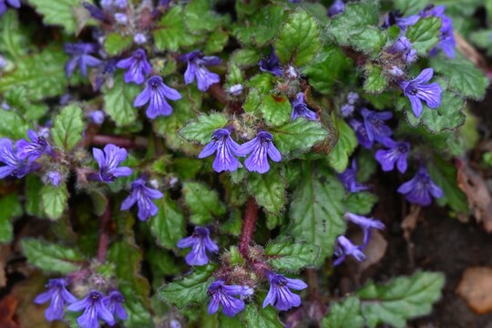 Creeping bugleweed (Ajuga decumbens) flowers. Lamiaceae  medicinal weed. It blooms with lip shaped, dark purple flowers.