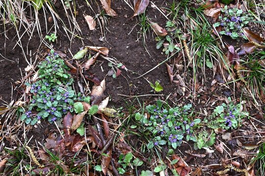 Creeping bugleweed (Ajuga decumbens) flowers. Lamiaceae  medicinal weed. It blooms with lip shaped, dark purple flowers.