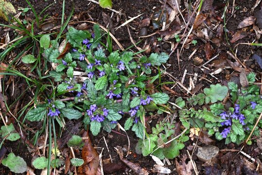 Creeping bugleweed (Ajuga decumbens) flowers. Lamiaceae  medicinal weed. It blooms with lip shaped, dark purple flowers.