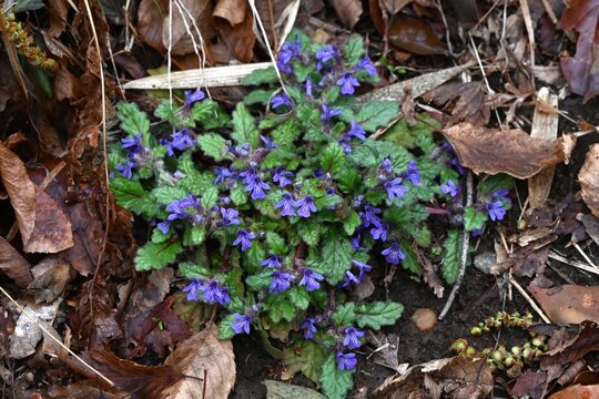 Creeping bugleweed (Ajuga decumbens) flowers. Lamiaceae  medicinal weed. It blooms with lip shaped, dark purple flowers.