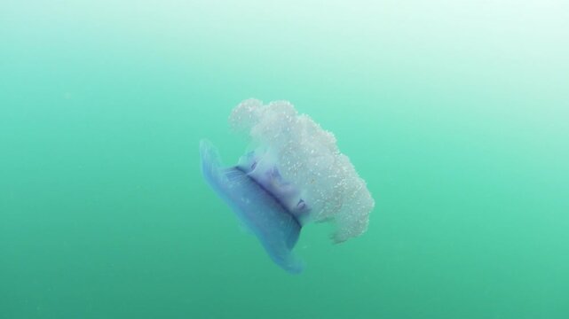 A Blue crown jellyfish, Cephea cephea, swims just under the surface of the Pacific Ocean in Fiji's tropical waters. While these cnidarians have stinging tentacles, they are harmless to humans.