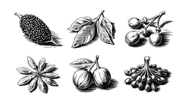 Collection of vintage botanical illustrations featuring assorted spices and ingredients, including peppercorns, star anise, and fruits, in black and wh