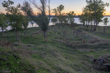 Trees by reservoir at sunset © MiguelA
