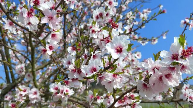 White almond blossom (Prunus dulcis) blooming on tree branches in spring garden close up
