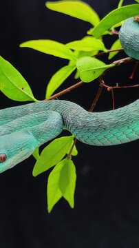 Blue Viper Snake on a tree, part 1
