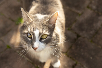 grey medium hair cat with yellow eyes looking at camera © Obsidia Media
