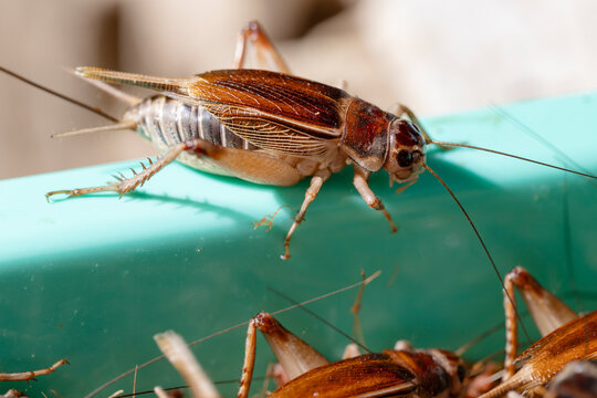 Female crickets of the Gryllidae family are searching for a place to lay their eggs in the damp substrate at an insect farm.