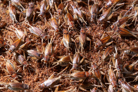Female crickets laying eggs in coconut husk substrate.