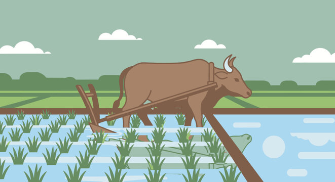 Brown oxen plowing rice field.